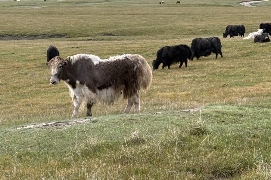 Tian shan yaks