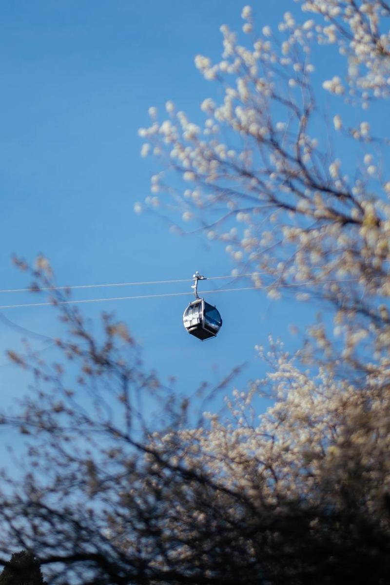 Gondel der Amirsoy-Seilbahn über blühenden Bäumen im Frühling